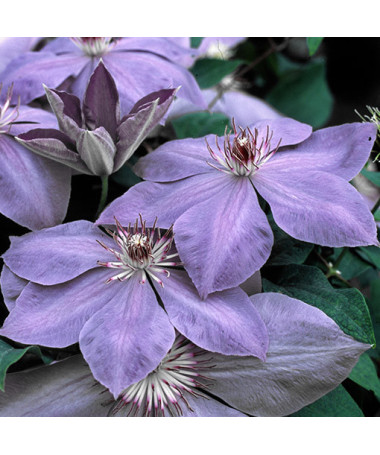 Clematis ‘Elsa Spath'  2L
