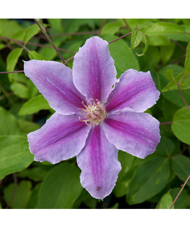 Clematis ‘Bees Jubilee'  2L