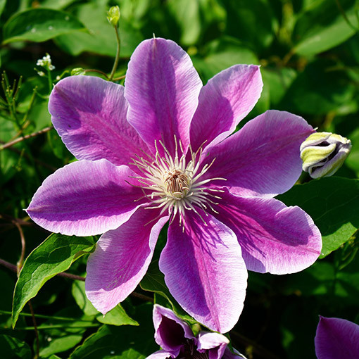 Clematis ‘Bees Jubilee'  2L