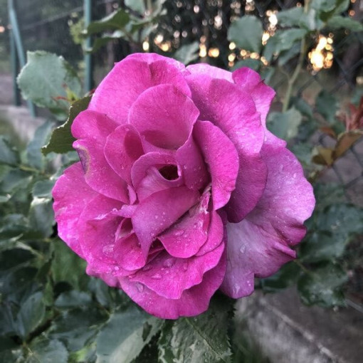 Edelrose 'Purple Orient'  4L