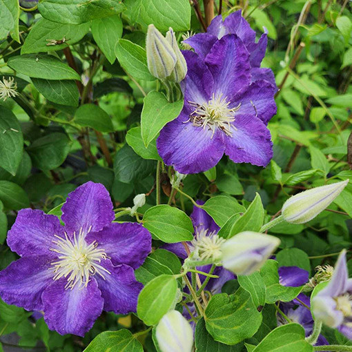 Clematis 'Stefan Franczak' Topf P9/C1 L