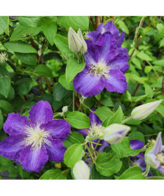 Clematis 'Stefan Franczak' Topf P9/C1 L
