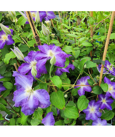 Clematis 'Stefan Franczak' Topf P9/C1 L