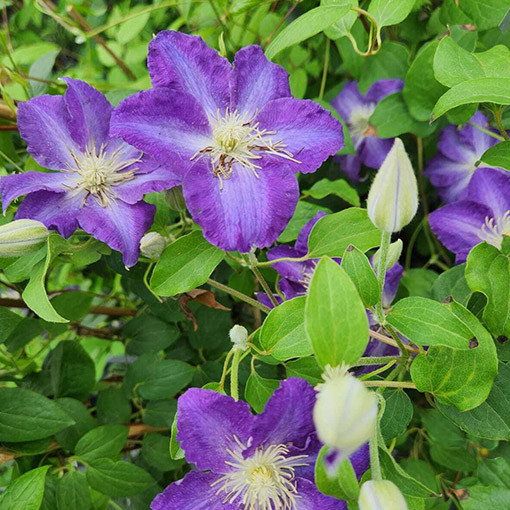 Clematis 'Stefan Franczak' Topf P9/C1 L