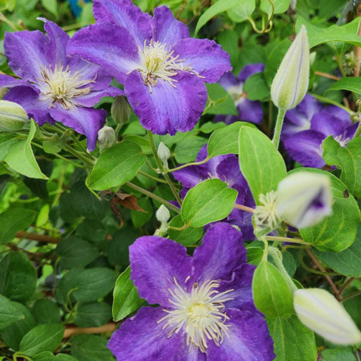 Clematis 'Stefan Franczak' Topf P9/C1 L