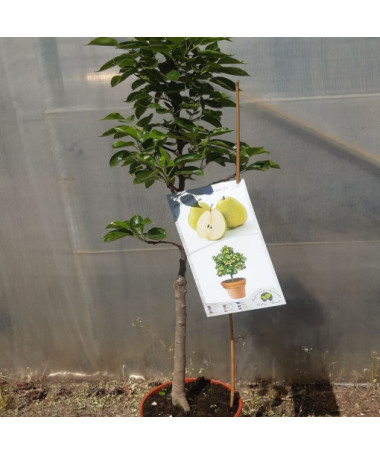 Mini Patio - Birne Sunrise, Behälter 4L