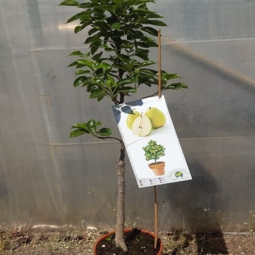 Mini Patio - Birne Sunrise, Behälter 4L