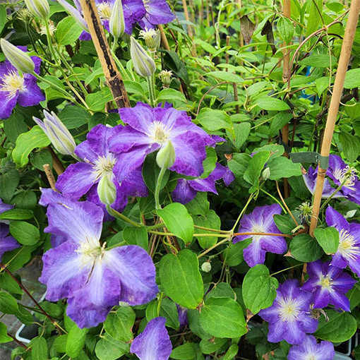 Clematis Stefan Franczak poj. 4 L
