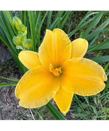 Taglilie STELLA DE ORO   2L