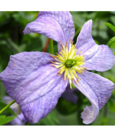 Clematis ‘Emilia Plater' (viticella)  4 L