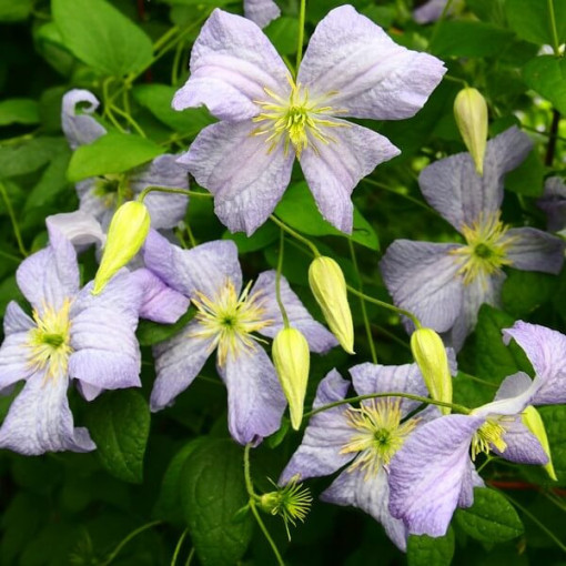 Clematis ‘Emilia Plater' (viticella)  4 L