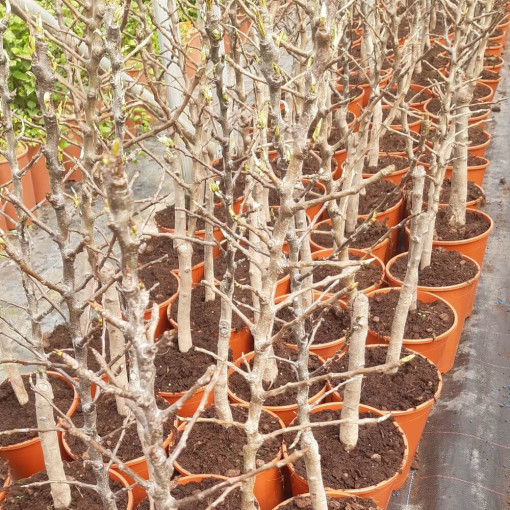 Mini Patio - Birne Sunrise, Behälter 4L