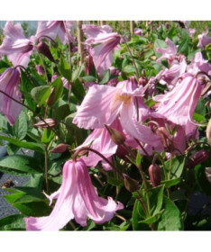 Clematis ‘Alionushka' 4L