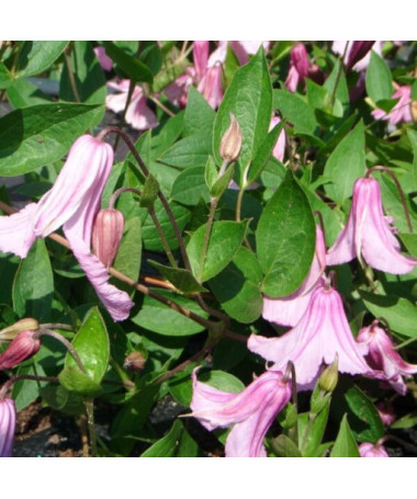 Clematis ‘Alionushka' 4L