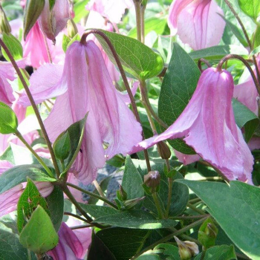 Clematis ‘Alionushka' 4L