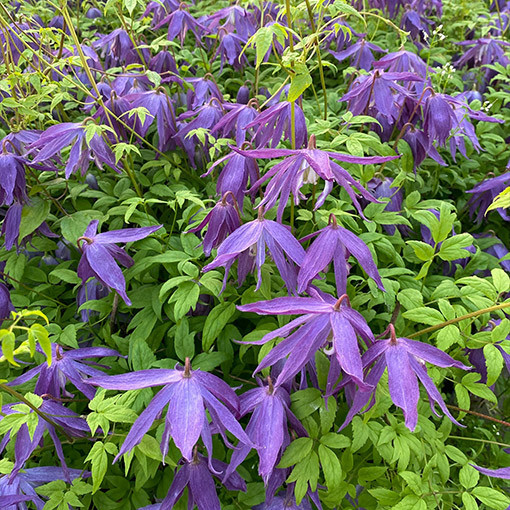 Clematis 'Maidwell Hall' Topf P9/C1