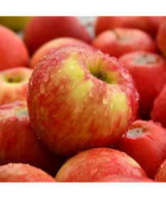 Mini Patio - Apfelbaum Delegrina, Behälter 4L