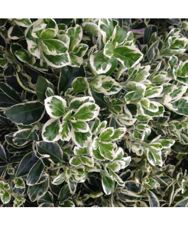 Kriechspindel ‘Harlequin' (Euonymus fortunei)  2L