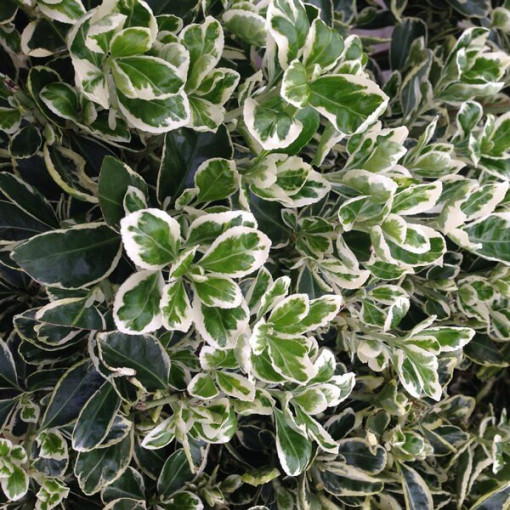 Kriechspindel ‘Harlequin' (Euonymus fortunei)  2L