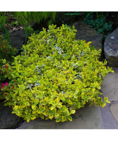 Kriechspindel ‘Harlequin' (Euonymus fortunei)  2L