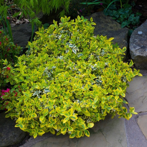 Kriechspindel ‘Harlequin' (Euonymus fortunei)  2L