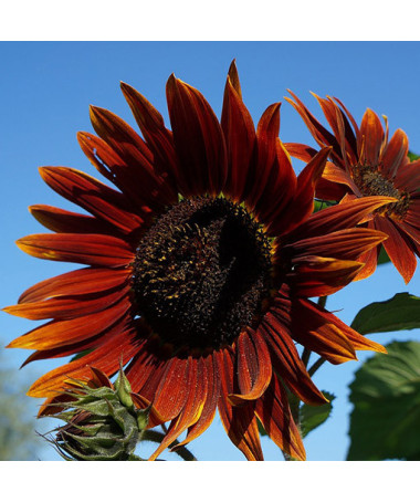 Zier-Sonnenblume ‘Czerwone Serce'