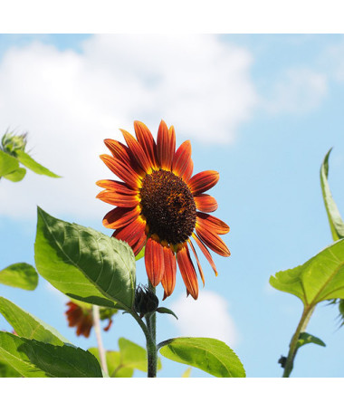 Zier-Sonnenblume ‘Czerwone Serce'