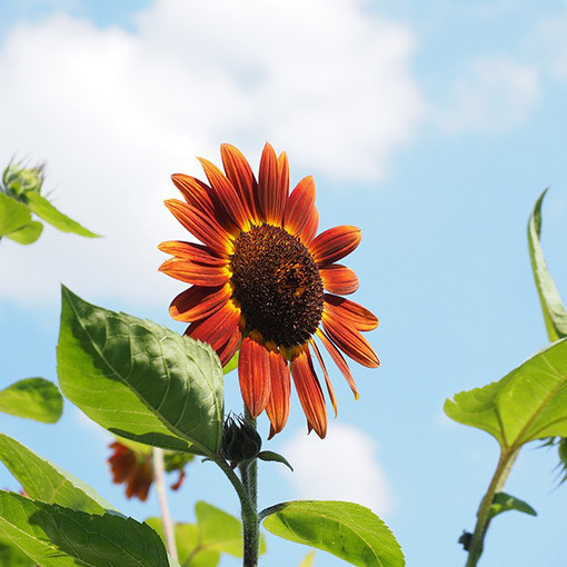 Zier-Sonnenblume ‘Czerwone Serce'