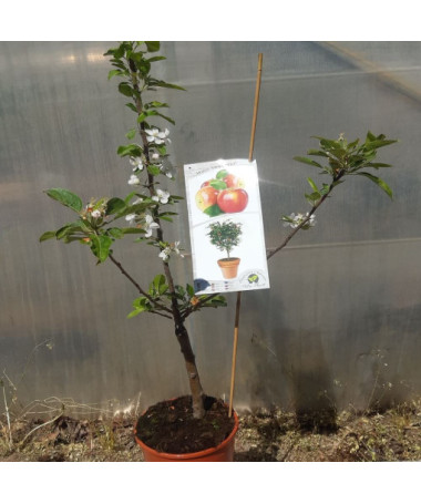 Mini Patio - Apfelbaum Delegrina, Behälter 4L
