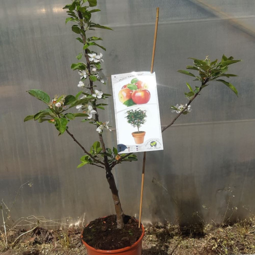 Mini Patio - Apfelbaum Delegrina, Behälter 4L