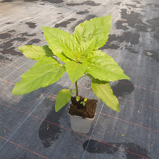 Zier-Sonnenblume ‘Italian White'