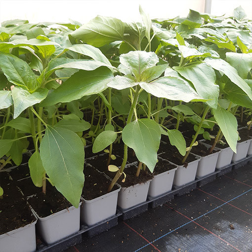 Zier-Sonnenblume ‘Italian White'