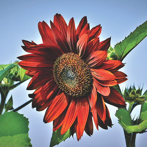 Zier-Sonnenblume ‘Moulin Rouge'