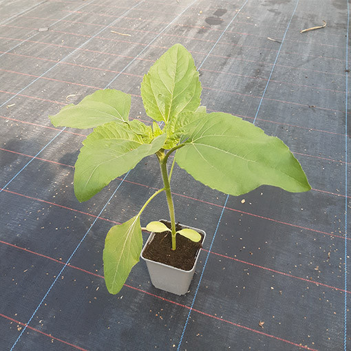 Zier-Sonnenblume ‘Moulin Rouge'