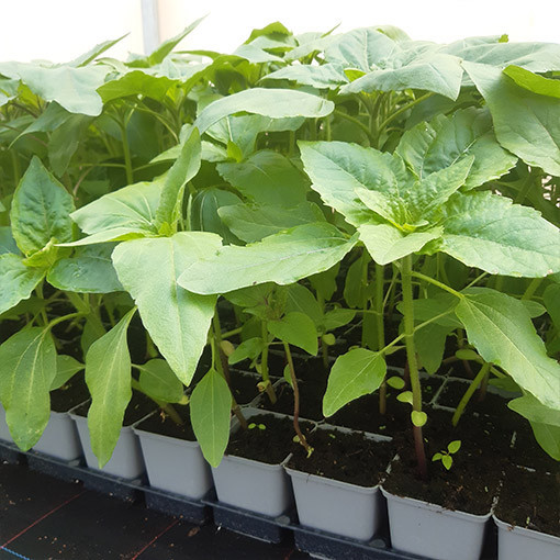 Zier-Sonnenblume ‘Moulin Rouge'