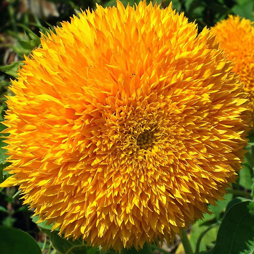 Zier-Sonnenblume ‘Sungold Tall'