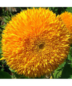 Zier-Sonnenblume ‘Sungold Tall'