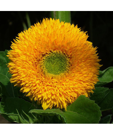 Zier-Sonnenblume ‘Sungold Tall'