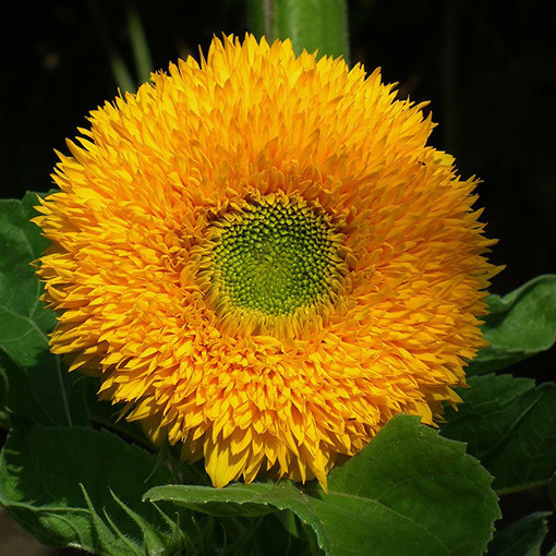 Zier-Sonnenblume ‘Sungold Tall'