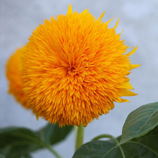 Zier-Sonnenblume ‘Sungold Tall'