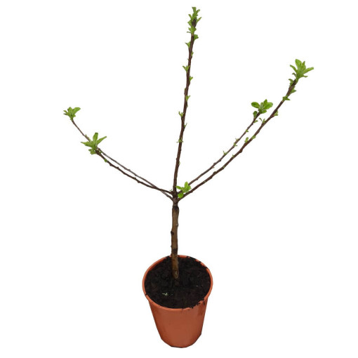 Mini Patio - Apfelbaum Delegrina, Behälter 4L