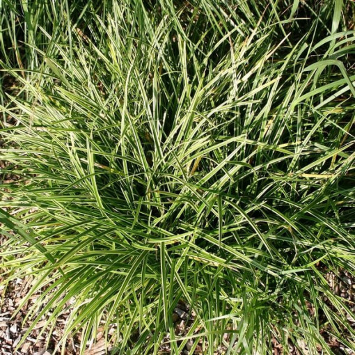 Morrow-Segge ‘Ice Dance'  4L