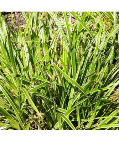 Morrow-Segge ‘Ice Dance'  4L