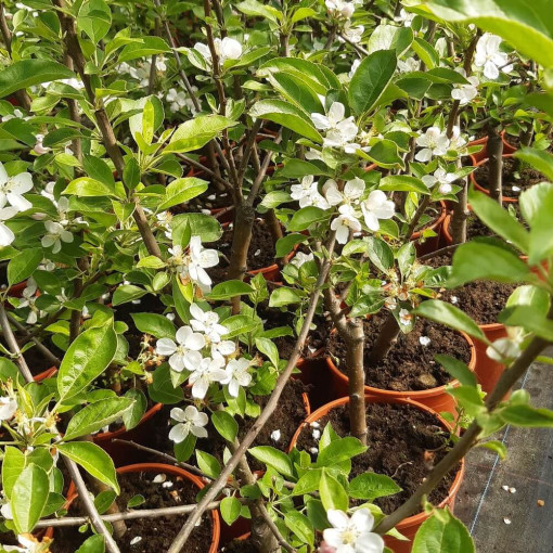 Mini Patio - Apfelbaum Delegrina, Behälter 4L