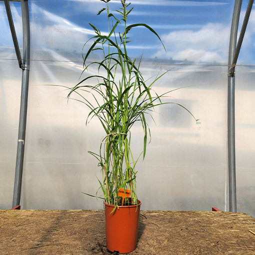 Chinaschilf ‘Silberspinne'  4L