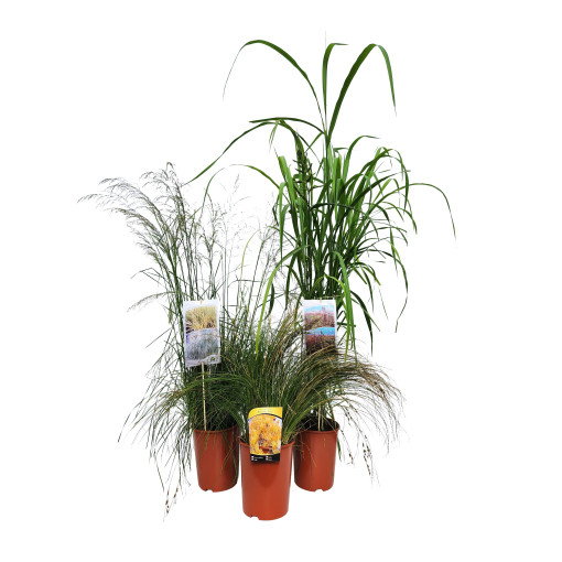 Chinaschilf ‘Silberspinne'  4L