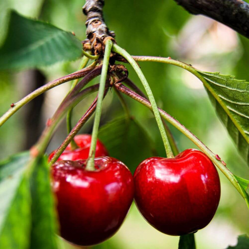 Mini Patio - Kirschbaum Carmine Jewel, Behälter 4L