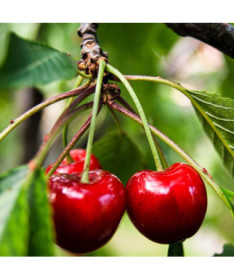 Mini Patio - Kirschbaum Carmine Jewel, Behälter 4L