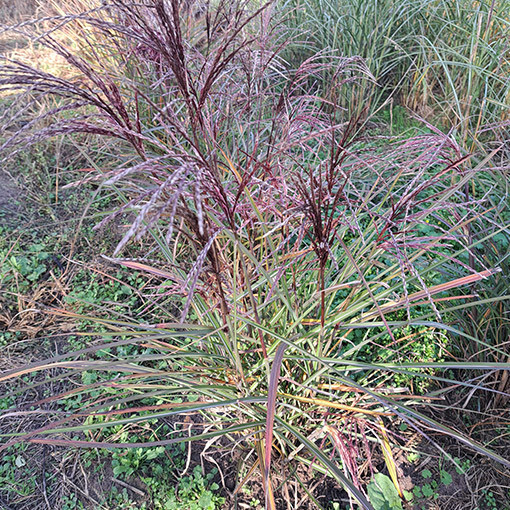 Chinaschilf ‘New Hybrid'  4L