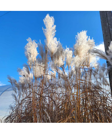 Chinaschilf ‘Memory'  4L